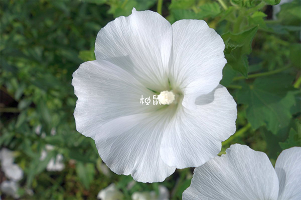 梦见白色的花是什么意思