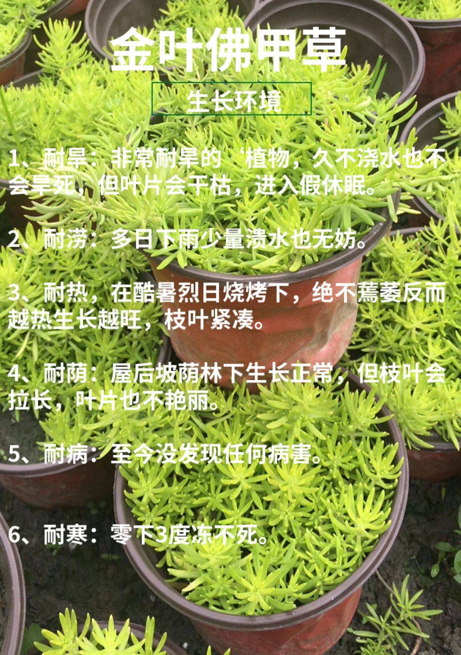 佛甲草怎么养